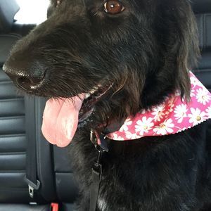 Meet your Posher, Carrie